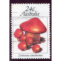 Австралия. Грибы