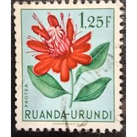 Руанда. Флора. Цветы. Protea