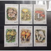 Афганистан. 2001 год. Флора. Грибы (92)