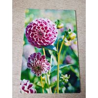 Фото Н.Матанова Георгины "Андрюша"1975