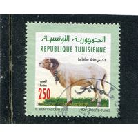 Тунис. Фауна. Архар