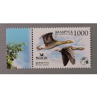 Серый гусь. Серия из 1 марки, 2009. Беларусь