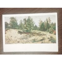 Этюд с натуры. Худ. Шишкин.Чистая. 1956г.