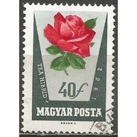 Венгрия. Цветы. Розы. 1962г. Mi#1857.