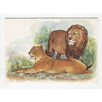 Открытка. Фауна. Семейство кошачьих. Лев. Животные. Зоопарк. (чистая)
