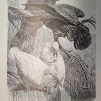 Какаду-вороны и Носатый какаду.Энциклопедическая гравюра Спб .  24х16см.