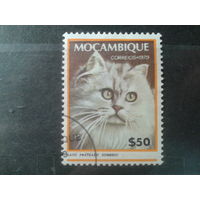 Мозамбик, 1979. Домашняя кошка