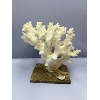 Белый натуральный коралл Acropora на подставке из мрамора или оникса