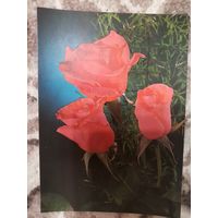 Открытка СССР чистая