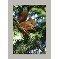 Открытка. Фауна. Лето. Белка. Белочка. Животные. (чистая)