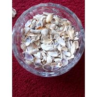 Ракушки мелкие  (0,5 л)