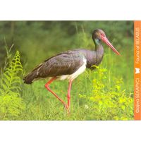 Фауна Беларуси: чёрный аист, тираж 4000 экз., чистая, 2018