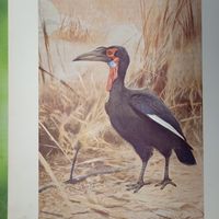 Рогатый воронъ. Литография СПБ. Энциклопедическая гравюра конец 19века 25х17см. РАСПРОДАЖА КОЛЛЕКЦИИ.