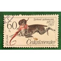 Чехословакия 1965. Собака породы Чешский Фоусек