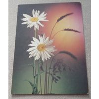 Ромашки, чистая.