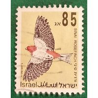 Израиль 1994. Синайский розовый зяблик