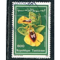 Тунис. Флора. Цветы. Орхидеи