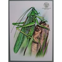 Кузнечик. Откг