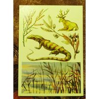 Открытка "Заповедник Тигровая Балка"