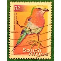 ЮАР 2000. Сиреневогрудая сизоворонка