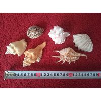 (Лот - 6шт)  Ракушки  морские