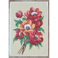 Зеленов В. Маки. Издательство "Звязда". 1950-е. Чистая.