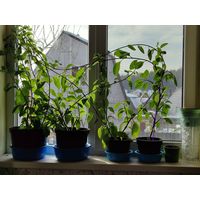 Джинура Прокумбенс. Лекарственное . Комнатное растение.