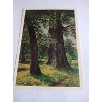 Открытка. И. Шишкин. Дубы.