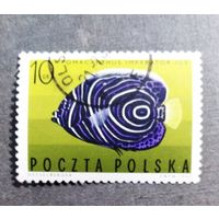 Марка Польша 1967 год Рыба