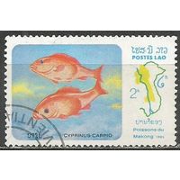 Лаос. Рыбы. Сазан. 1983г. Mi#641.