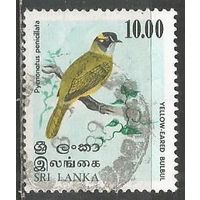 Шри Ланка. Птицы. Желтоклювый бюльбюль. 1979г. Mi#517.