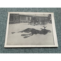 Слоним Слонім / зіма, паляванне лось / 1-я Сусветная вайна  1915-1918