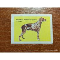 Спичечная этикетка Немецкая короткошёрстная легавая