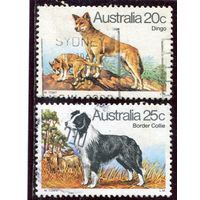 Австралия. Породы собак