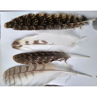 Перья натуральные лесных птиц (цена за все)
