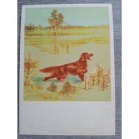 1958. охота. Курдов. Красный сеттер