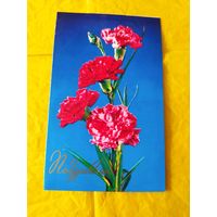 Поздравляю