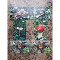 Лот телефонных карт РБ "Грибы" (6 шт.)