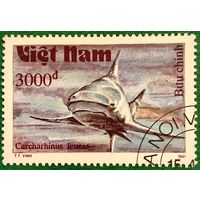 Вьетнам 1991. Акулы. Carchahinus Leucas. Марка из серии