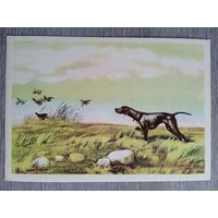 1958. охота. Курдов. По куропаткам