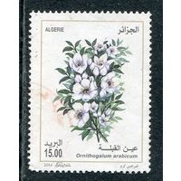 Алжир. Флора. Цветы