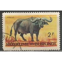 Бурунди. Животный мир страны. Буйвол. 1964г. Mi#90