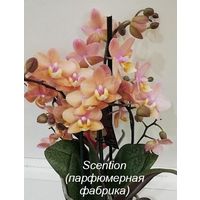 Пень орхидеи Scention Парфюмерная фабрика