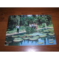 Сухуми Ботанический сад 1975 год чистая