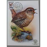 Картмаксимум "Крапивник". Дикая природа Беларуси.