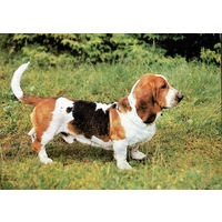 Почтовая карточка "Бассет"