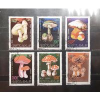 Вьетнам. 1991 год. Флора. Ядовитые грибы (966)
