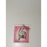 Манама. Фауна. 1972г.