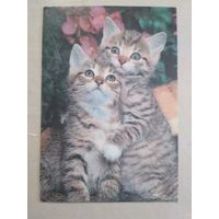 Карманный календарик. Кошки . 1996 год
