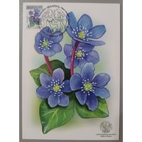 Картмаксимум "Перелеска благородная". Дикая природа Беларуси.